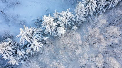 Aerial view of the forest at winter.