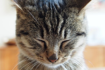 Kleine, getigerte Katze mit geschlossenenen Augen