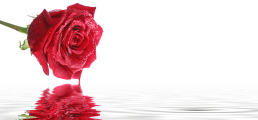 Rote Rosen
