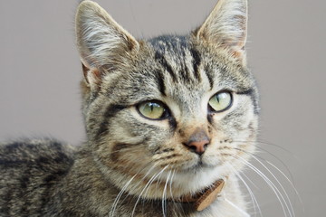 Getigerte junge Katze blickt auf