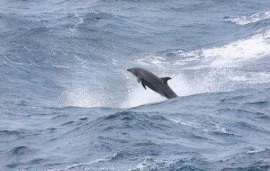 Wild Bottle-nose Dolphin Playing in the windy surfs, big ocean waves. Porpoising Dolphins.