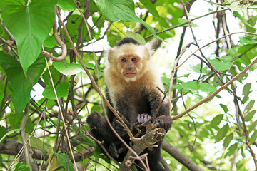 Naklejka premium Capuchin Monkey. Punta Arenas, Costa Rica. A medium sized Monkey, the organ grinder monkey