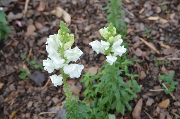 white flowers in garden