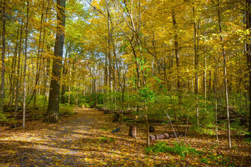 A fall hike on a leaf covered trail in the woods