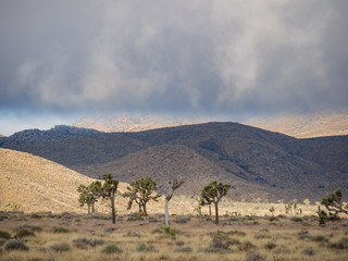 Beautiful landscape with Joshua tree, mountain, rocks