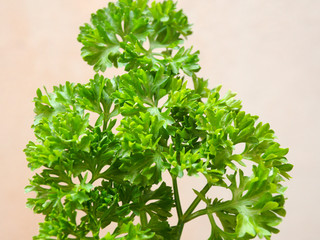Parsley leaves