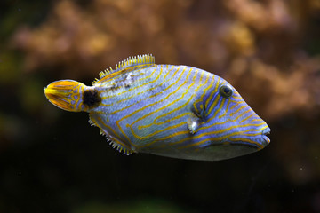 Orange-lined triggerfish (Balistapus undulatus).