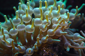 Naklejka na ściany i meble Green bubble-tip anemone (Entacmaea quadricolor)
