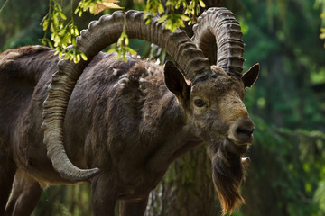Siberian ibex (Capra sibirica).