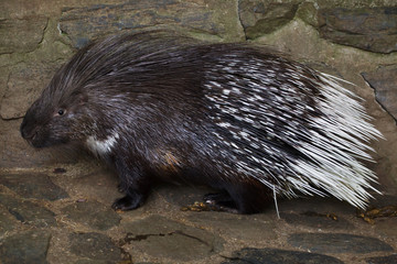 Indian crested porcupine (Hystrix indica)