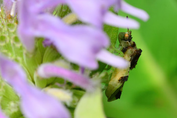 Jagged ambush bug on wildflower in Wood Lake Nature Center in Minnesota