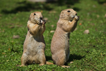 Black-tailed prairie dog (Cynomys ludovicianus)
