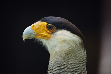 Northern crested caracara (Caracara cheriway).