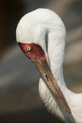 Siberian crane (Grus leucogeranus)