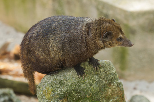 Common Kusimanse (Crossarchus Obscurus)