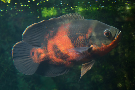 Oscar fish (Astronotus ocellatus).