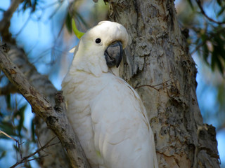 The Sulphur-crested Cockatoo (Cacatua galerita) portrait on the paper tree branch