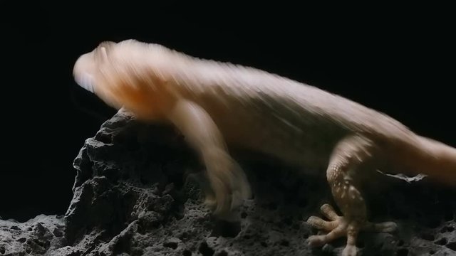 the gecko froze and crouched on the stone, but suddenly running away from danger during night hunting