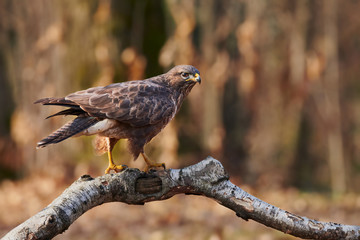 Beautiful buzzard (Buteo buteo) perched on a birch branch.