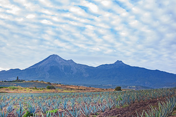 Tequilaplantage mit Vulkanen im Hintergrund