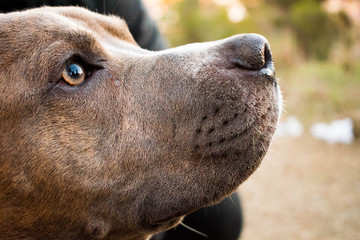 Obraz premium Dog