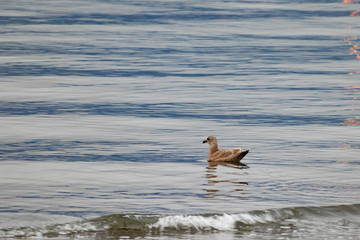 Duck swimming floating on the ocean waves