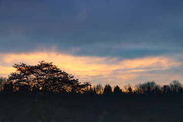 Obraz premium Tree silhouettes at dusk 