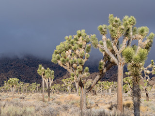 Beautiful landscape with Joshua tree, mountain, rocks