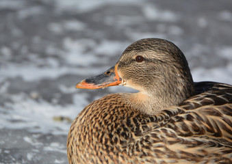 Mallard Duck Closeup