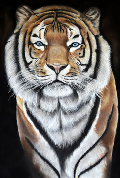 A beautiful tiger with blue eyes