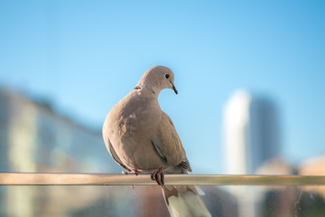Funny pigeon tilting his head bird Close up shot of beautifu dove standing at city