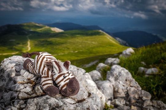 Small cute zebra laying on the rock in the idyllic, fresh, green, grassy meadow on the rax plateau, near Klosterwappen, Schneeberg, Lower Austria