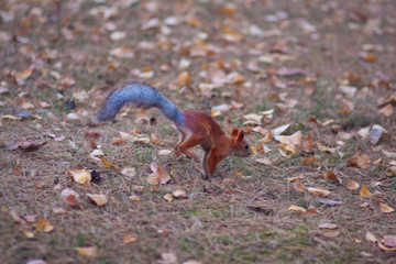 Squirrel jumping on the grass
