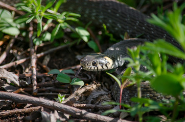 Grass snake that lives in a meadow. Fauna of Ukraine. Shallow depth of field, close-up.
