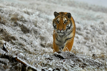 tiger in winter