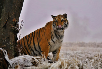 tiger in winter