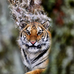 tiger in winter