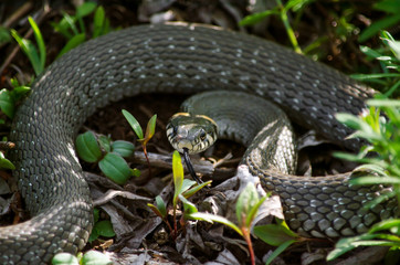 Grass snake inhabiting a meadow. Fauna of Ukraine. Shallow depth of field, close-up.