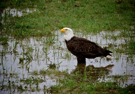 bald eagle in pond