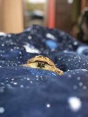 Space Turtle