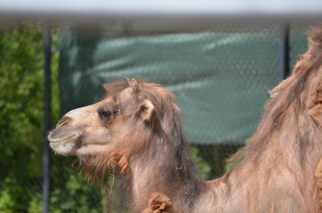 Camel
