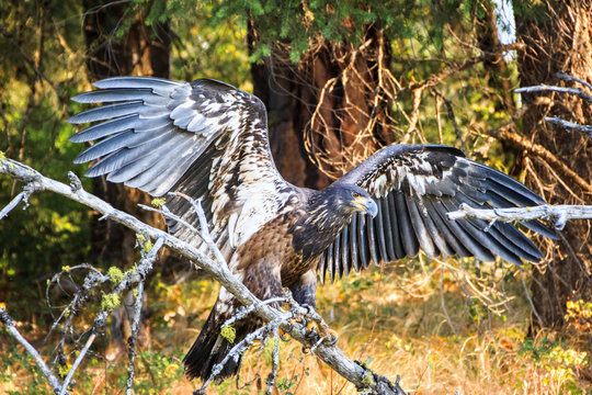 juvenile bald eagle wings spread