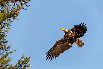 eagle flying approaching tree