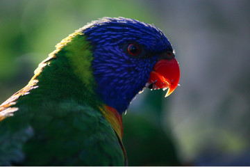 Rainbow Lorikeet birds Portrait head shot