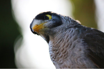 The noisy miner (Manorina melanocephala) Australian bird