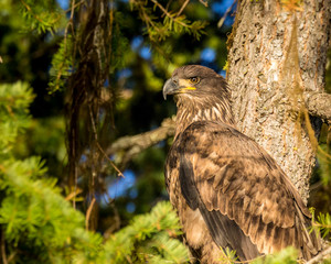 Juvenile Eagle