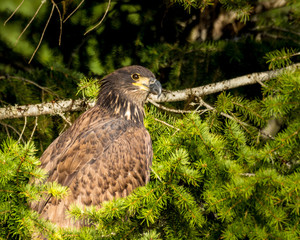 Juvenile Eagle in the trees