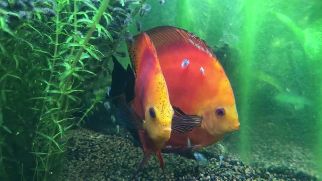 Diskus Fische mit Nachwuchs