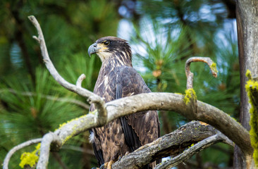 Juvenile Eagle