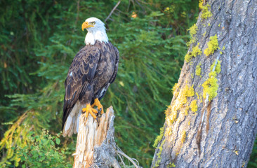bald eagle perched on tree